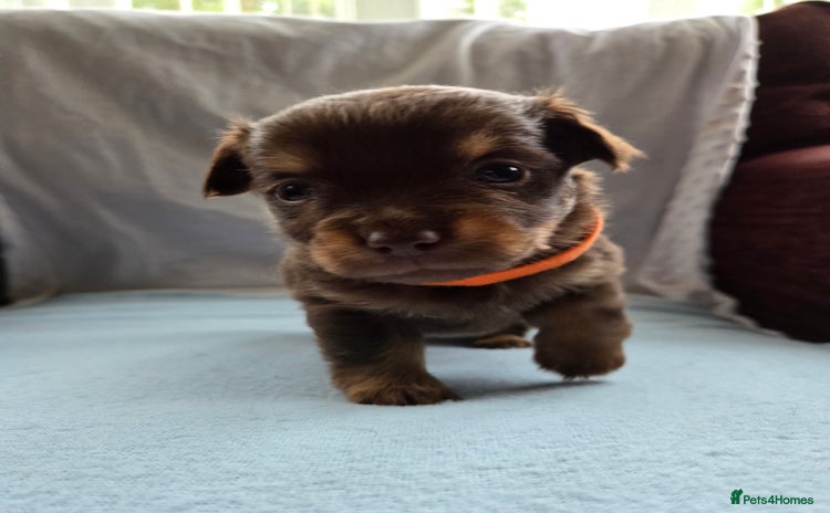 Mixed Breed dogs - Advert 16
