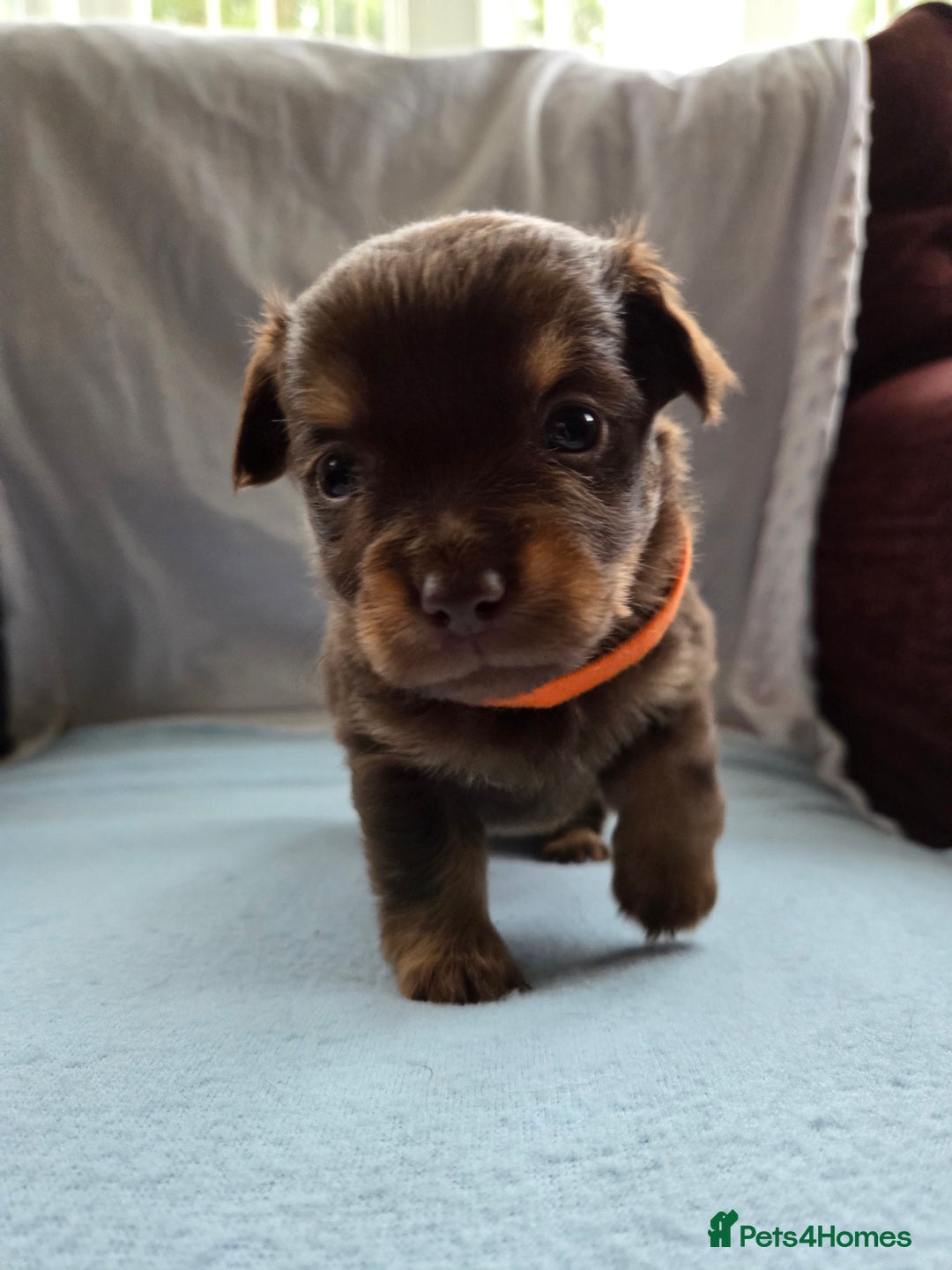 Mixed Breed dogs for sale: Beautiful Jack Russell x Chihuahua Puppies  - Image 12