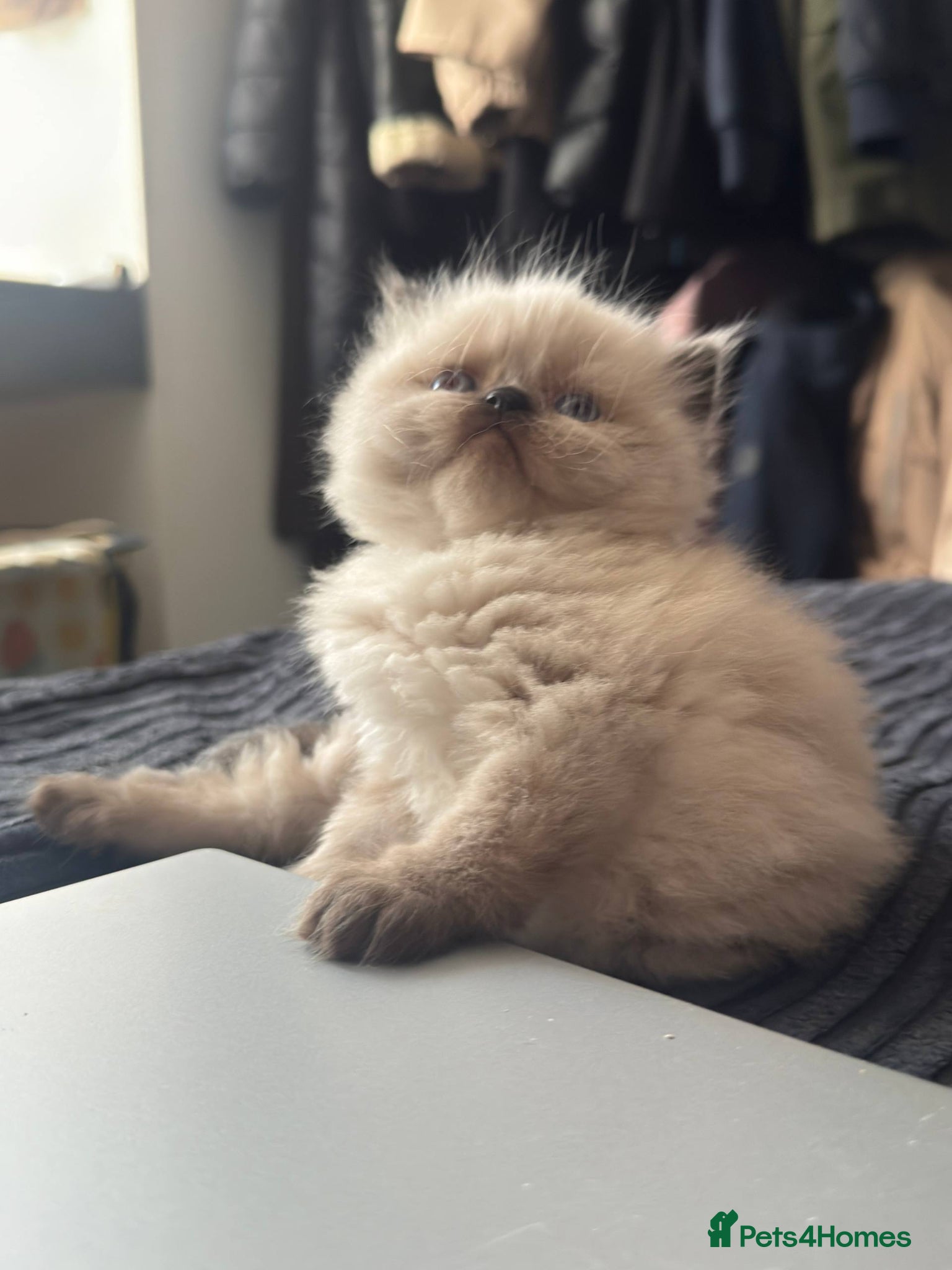 Persian cats for sale: Pure breed Rare Colors White Grey Persian Kitten - Advert 4