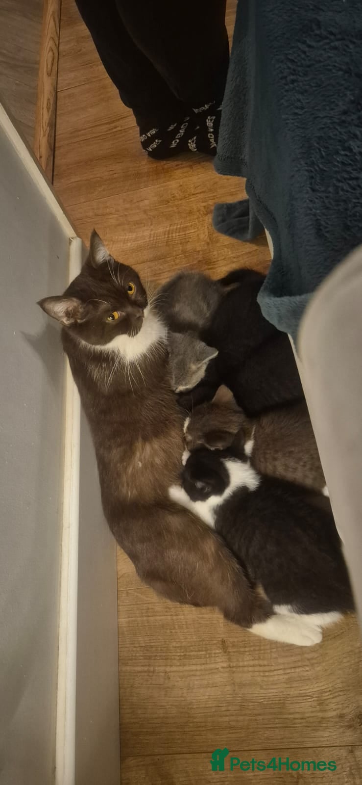 British Shorthair cats Pedigree BSH males ready 25th March - Advert 11