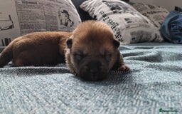 Japanese Shiba Inu dogs for sale: Japanese Shiba Inu - Image 4
