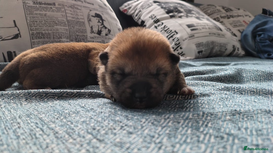 Japanese Shiba Inu dogs for sale: Japanese Shiba Inu - Image 4