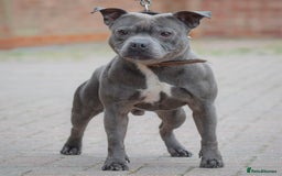 Staffordshire Bull Terrier dogs for sale: 23 years experience,5⭐️RATED Licensed & Registered - Image 12