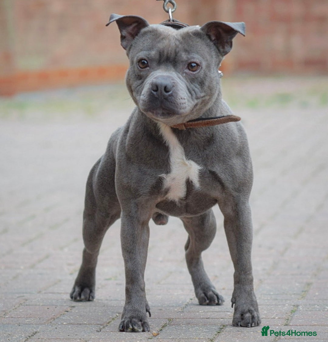 Staffordshire Bull Terrier dogs for sale: 23 years experience,5⭐️RATED Licensed & Registered - Image 12