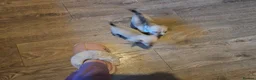 Chihuahua dogs for sale: Chihuahua - Advert 9