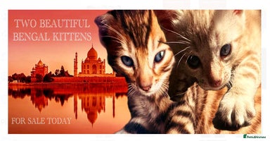 Bengal cats - Advert 12