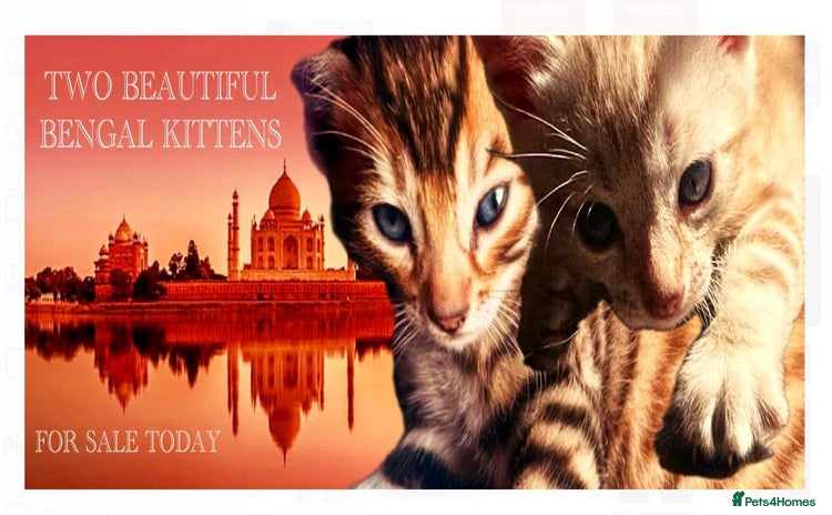 Bengal cats - Advert 4