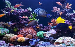 Angelfish fish for sale: LOOKING TO REHOME ANY UNWANTED TROPICAL FISH  - Image 1