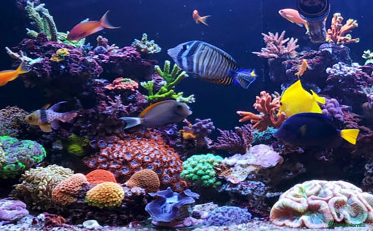 Angelfish fish - Advert 1