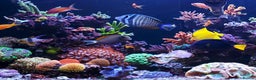 Angelfish fish for sale: LOOKING TO REHOME ANY UNWANTED TROPICAL FISH  - Advert 1
