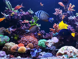 Angelfish fish - Advert 3