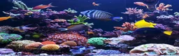Angelfish fish for sale: LOOKING TO REHOME ANY UNWANTED TROPICAL FISH  - Advert 1