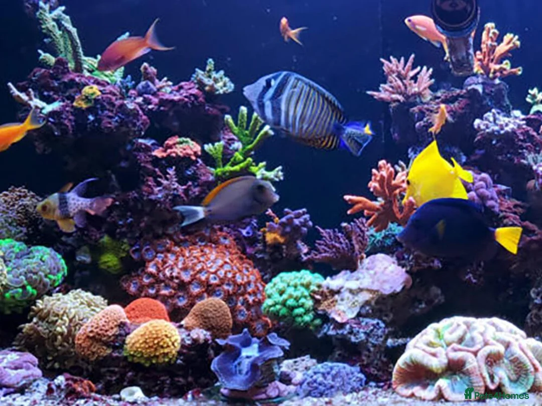 Angelfish fish for sale: LOOKING TO REHOME ANY UNWANTED TROPICAL FISH  - Advert 1