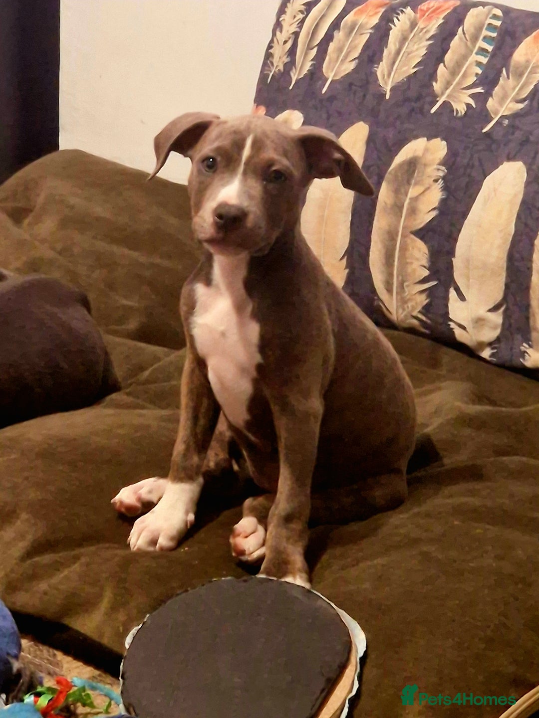 Mixed Breed dogs for sale: Blue and blue brindle staffy x bulldog  - Image 6