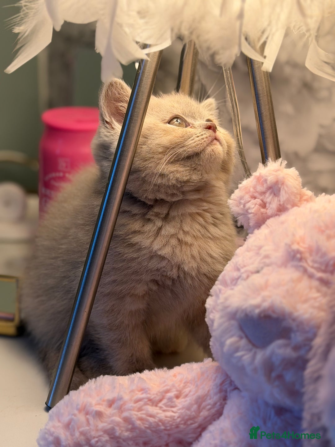 British Shorthair cats for sale: 3 Plush British shorthair kittens ❤️ - Advert 16