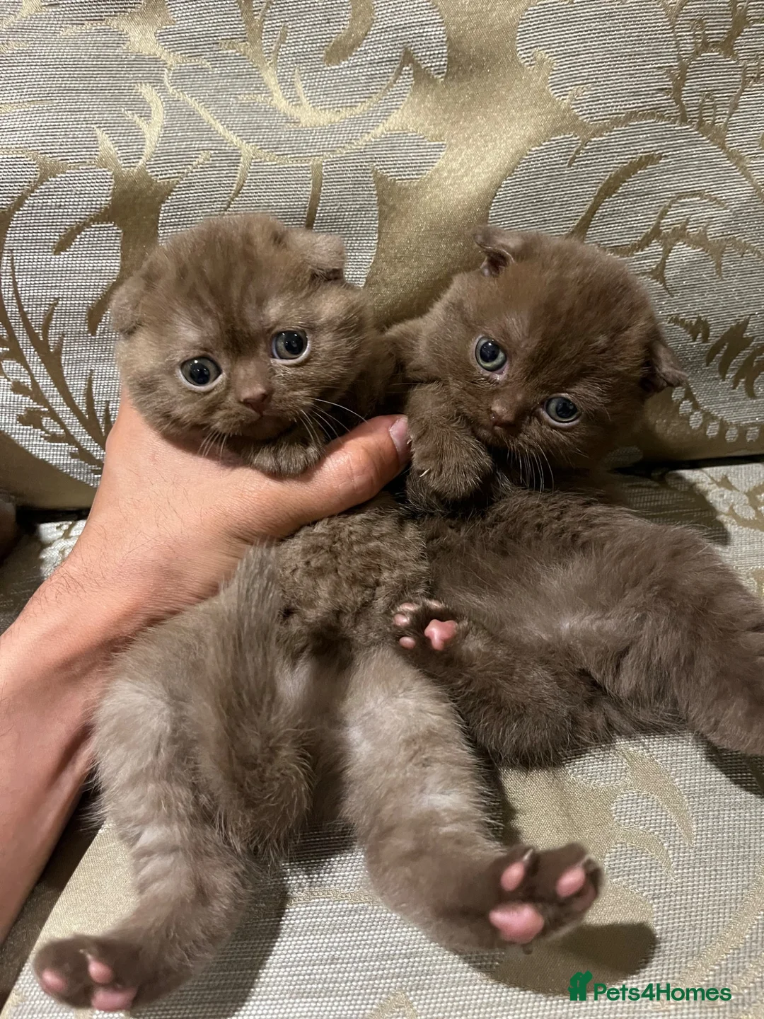 Scottish Fold cats for sale: Reg. Scottish fold - super special babies - Advert 2