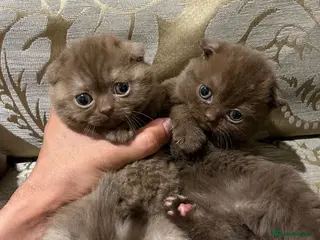Scottish Fold cats Chocolate Scottish fold - super special babies - Advert 4