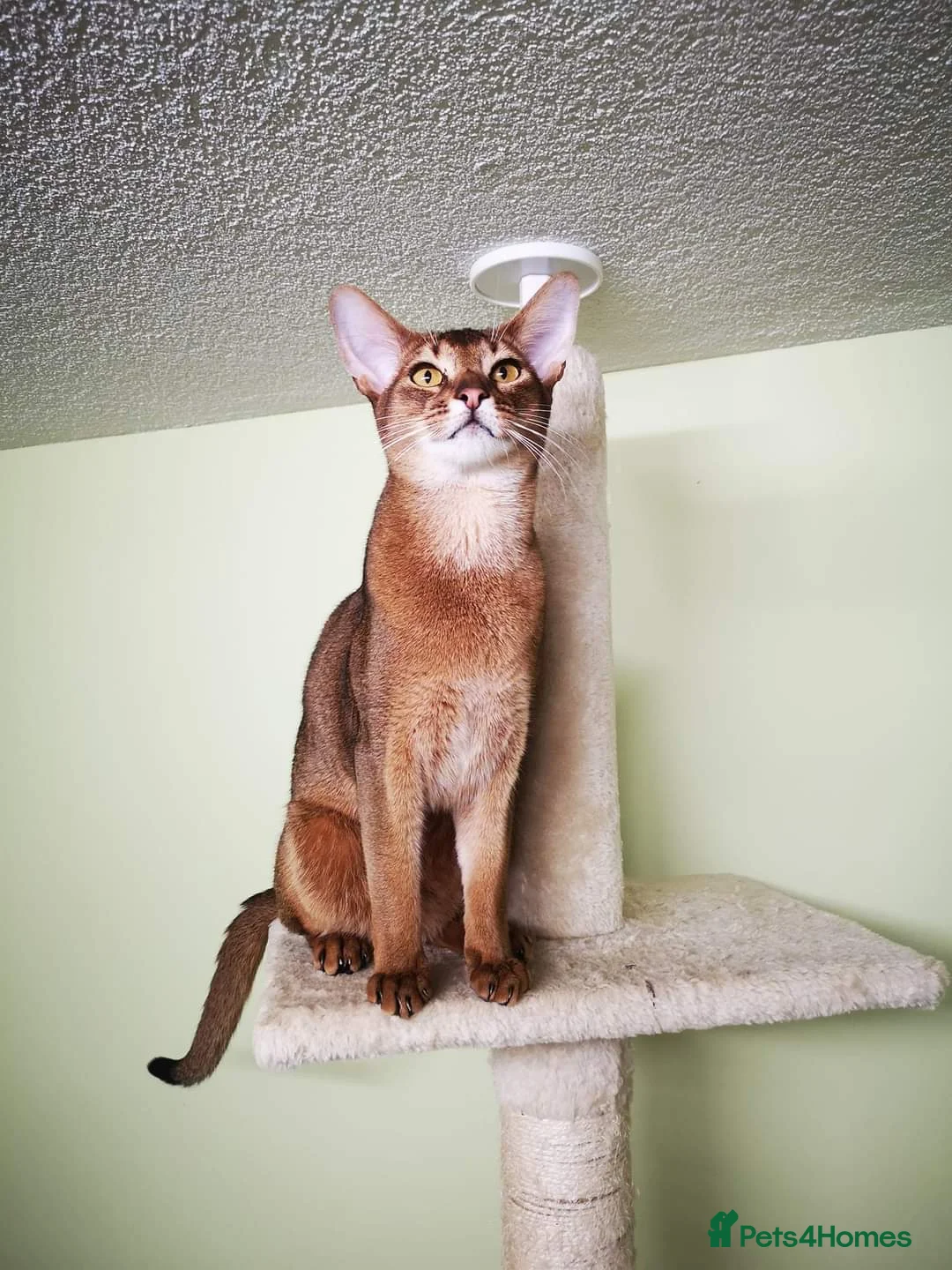 Abyssinian cats for stud: 🔥TICA active abbysinian boy for stud🔥 in Bury Saint Edmunds - Advert 4
