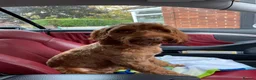 Cockapoo dogs for stud: Cockapoo stud - Advert 8