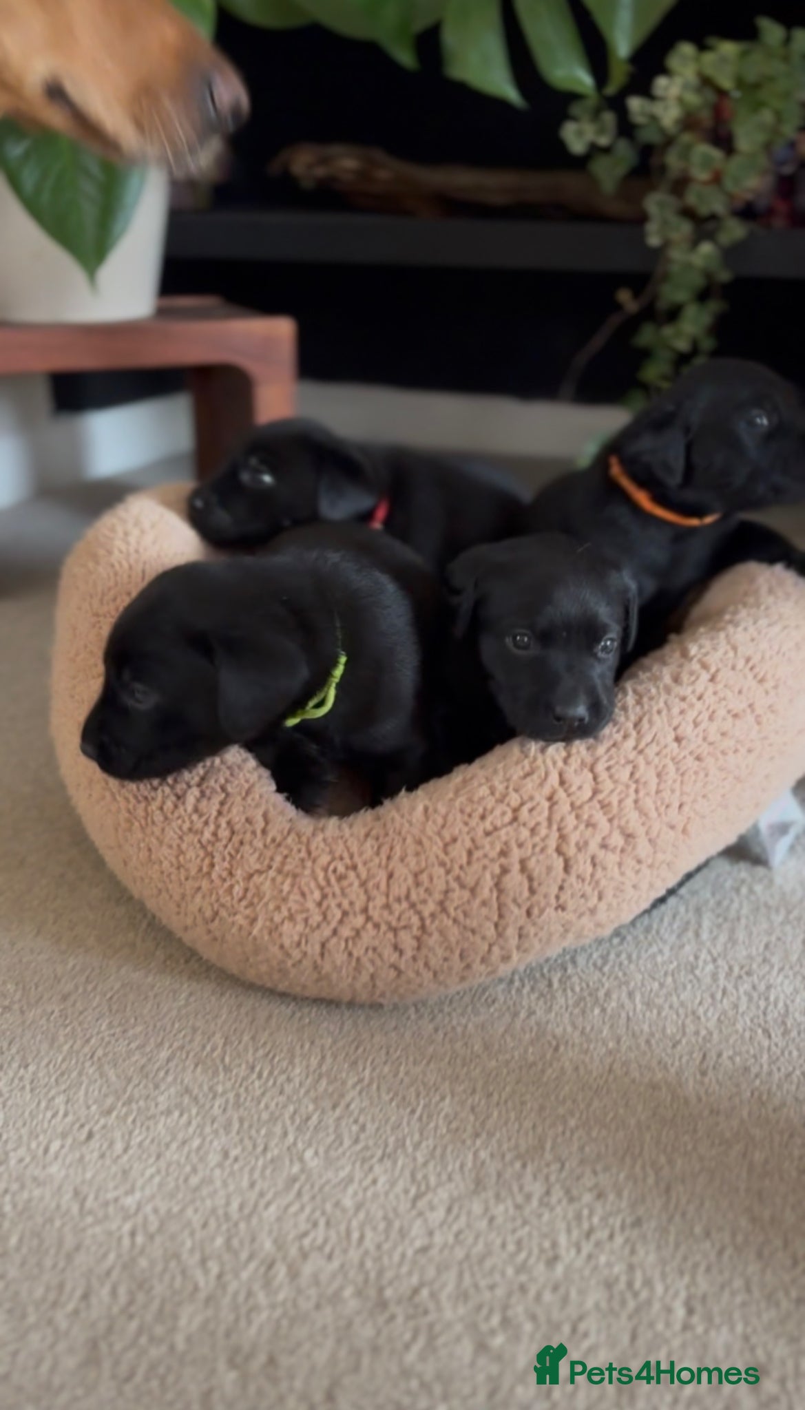 Labrador Retriever dogs 💙2 Boys Remaining💙 KC Reg Black Labradors 🐾 - Advert 2