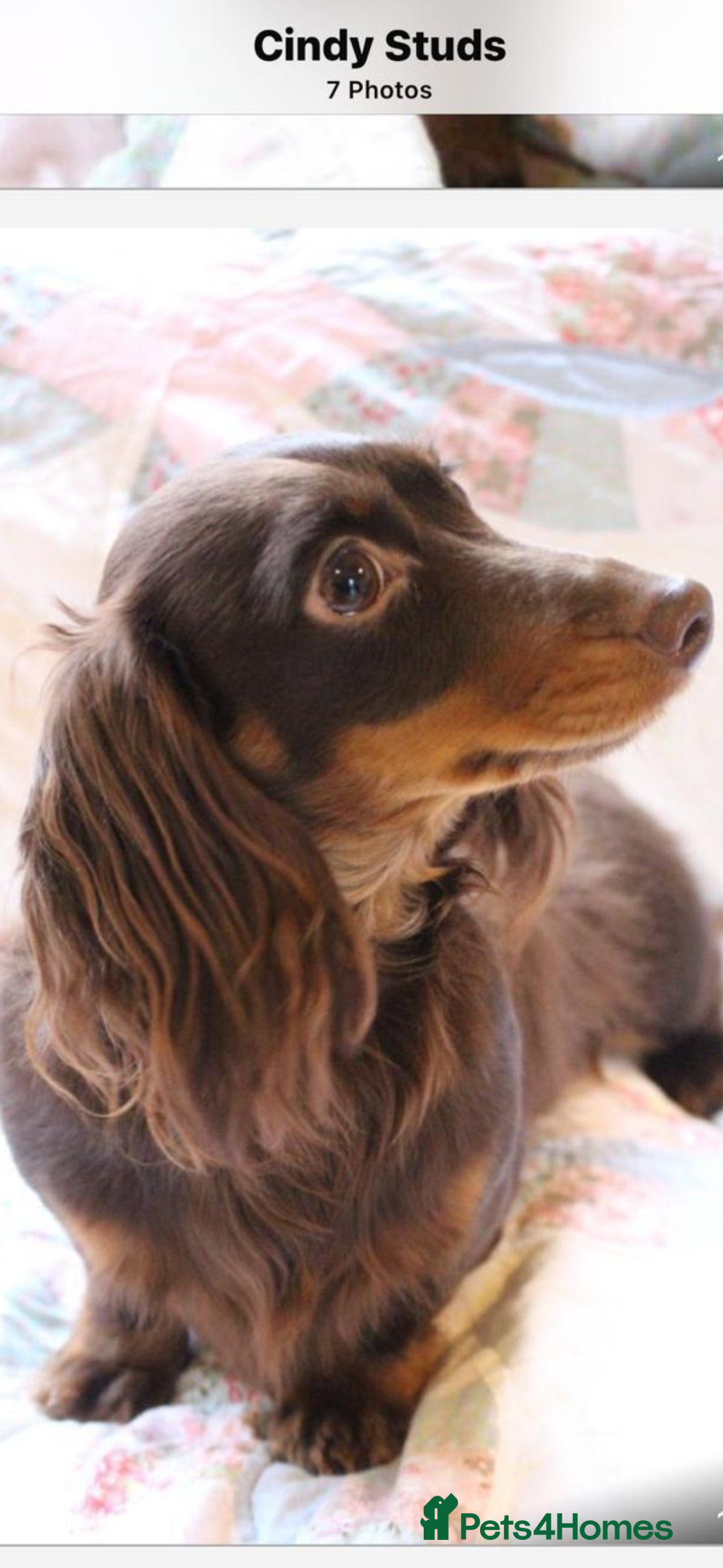 Miniature Dachshund dogs for sale: Beautiful long haired miniature dachshunds - Advert 2