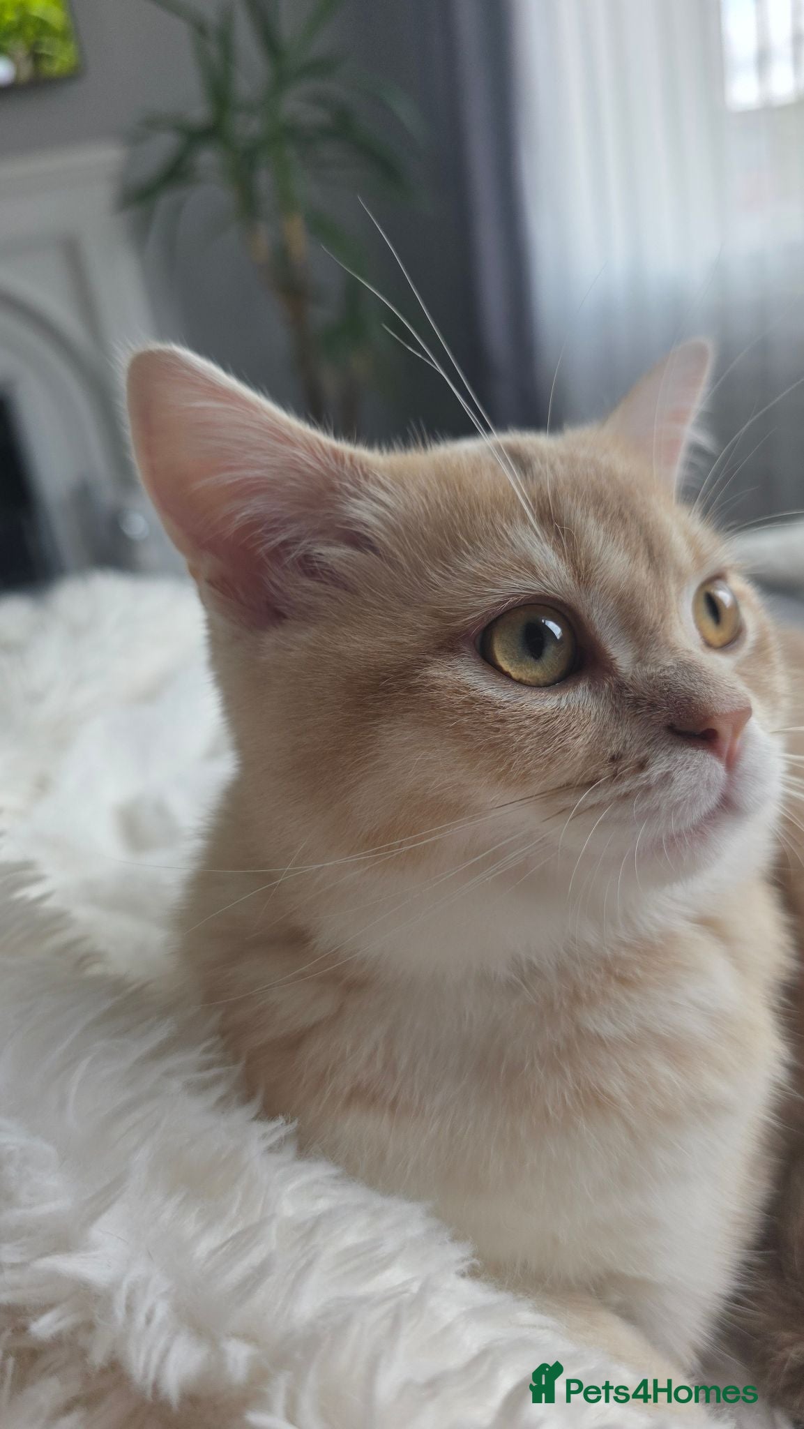 Scottish Fold cats LAST RARE INSTAGRAM KITTENS  - Advert 1