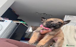 Mixed Breed dogs for sale: German Shepherd x Belgian Malinois - Image 13