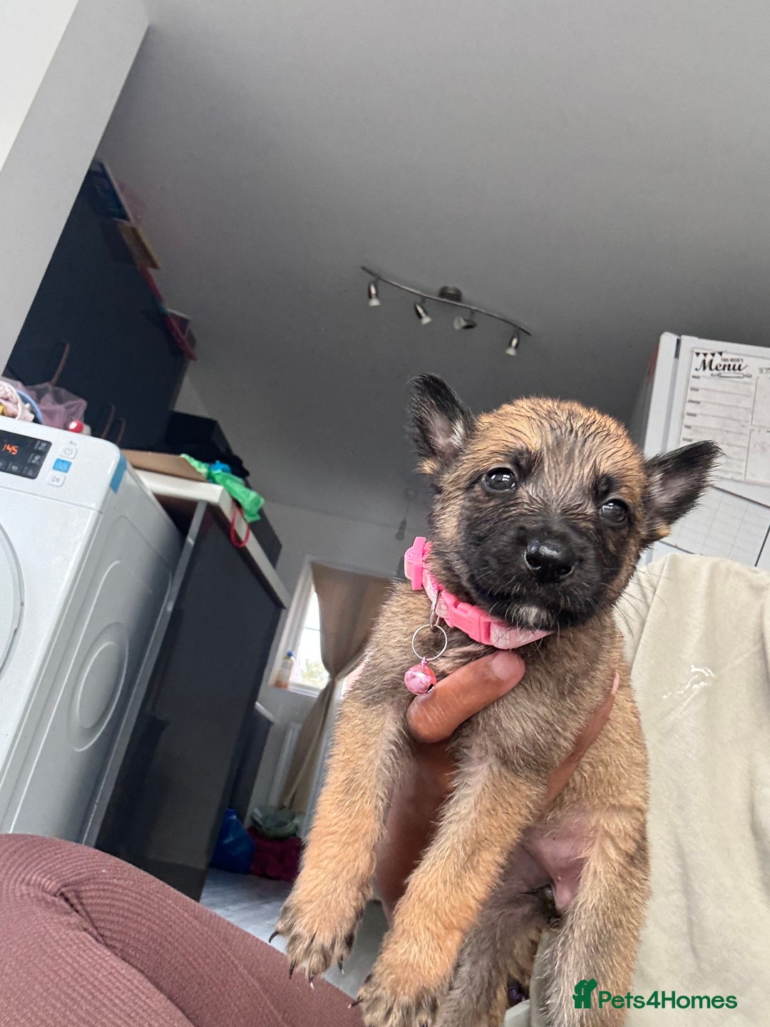Mixed Breed dogs for sale: German Shepherd x Belgian Malinois - Image 13
