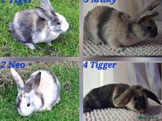 Mixed Breed rabbits Super cute rex x lop bunnies - Advert 16