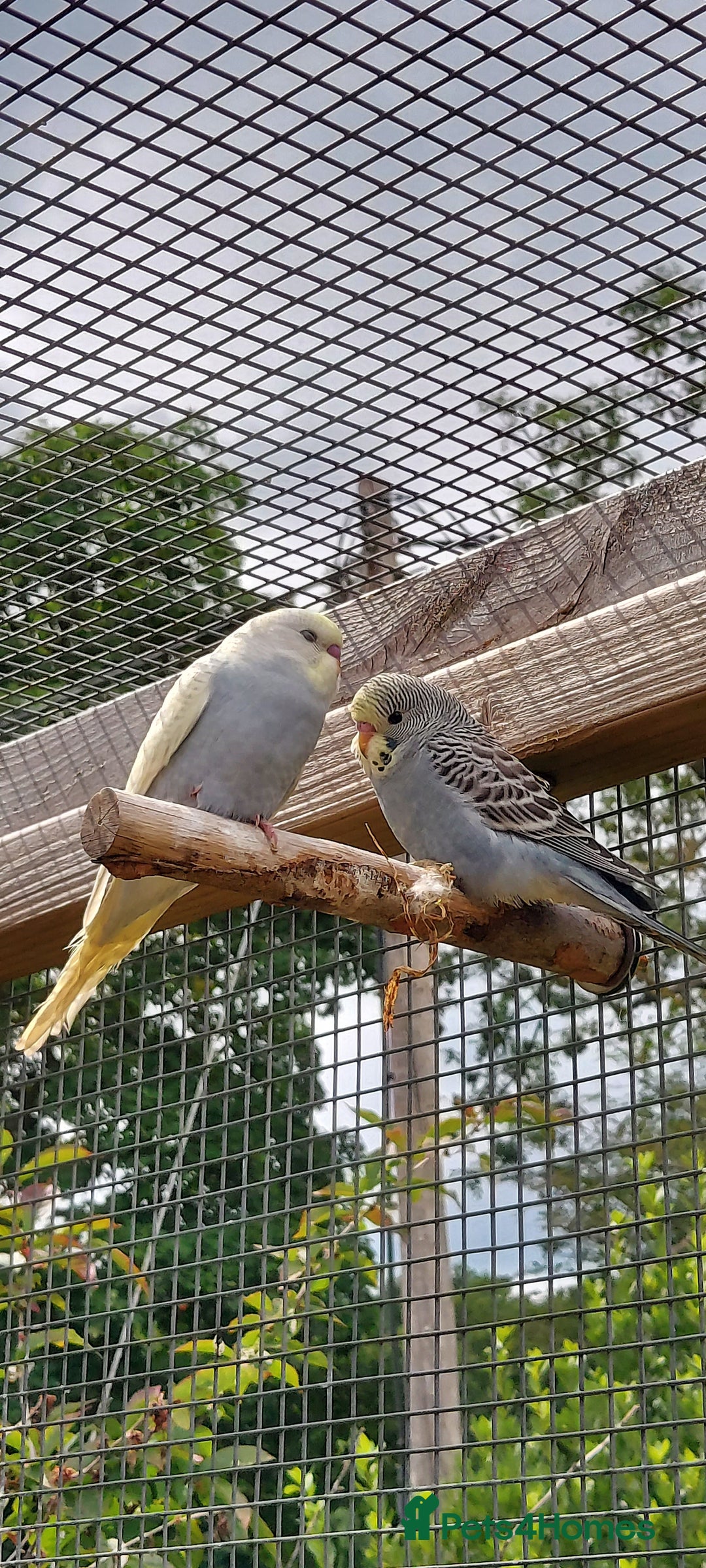Budgerigars birds for sale: Baby Budgies In Warlingham (Ready 10th August) - Image 2