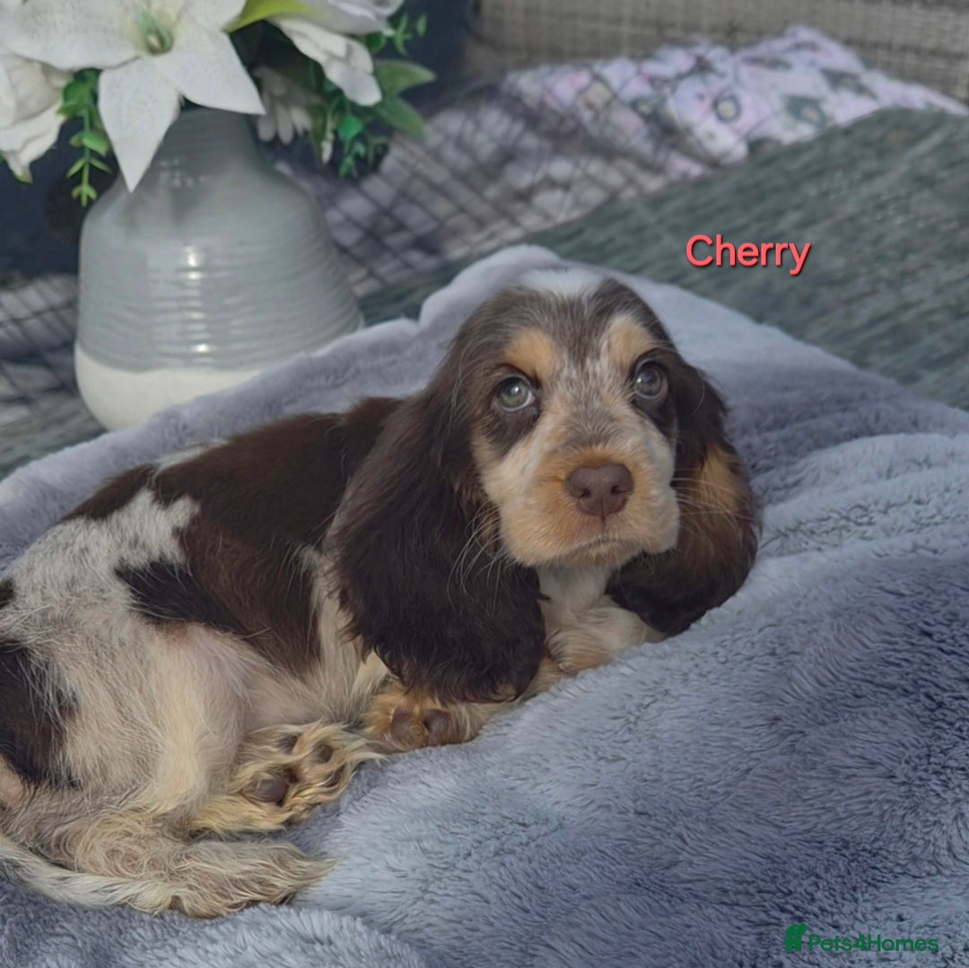 Cocker Spaniel dogs Exceptional True Show winning Champion Cockers. - Advert 2