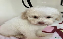 Toy Poodle dogs for sale: Toy poodle puppies - Image 2