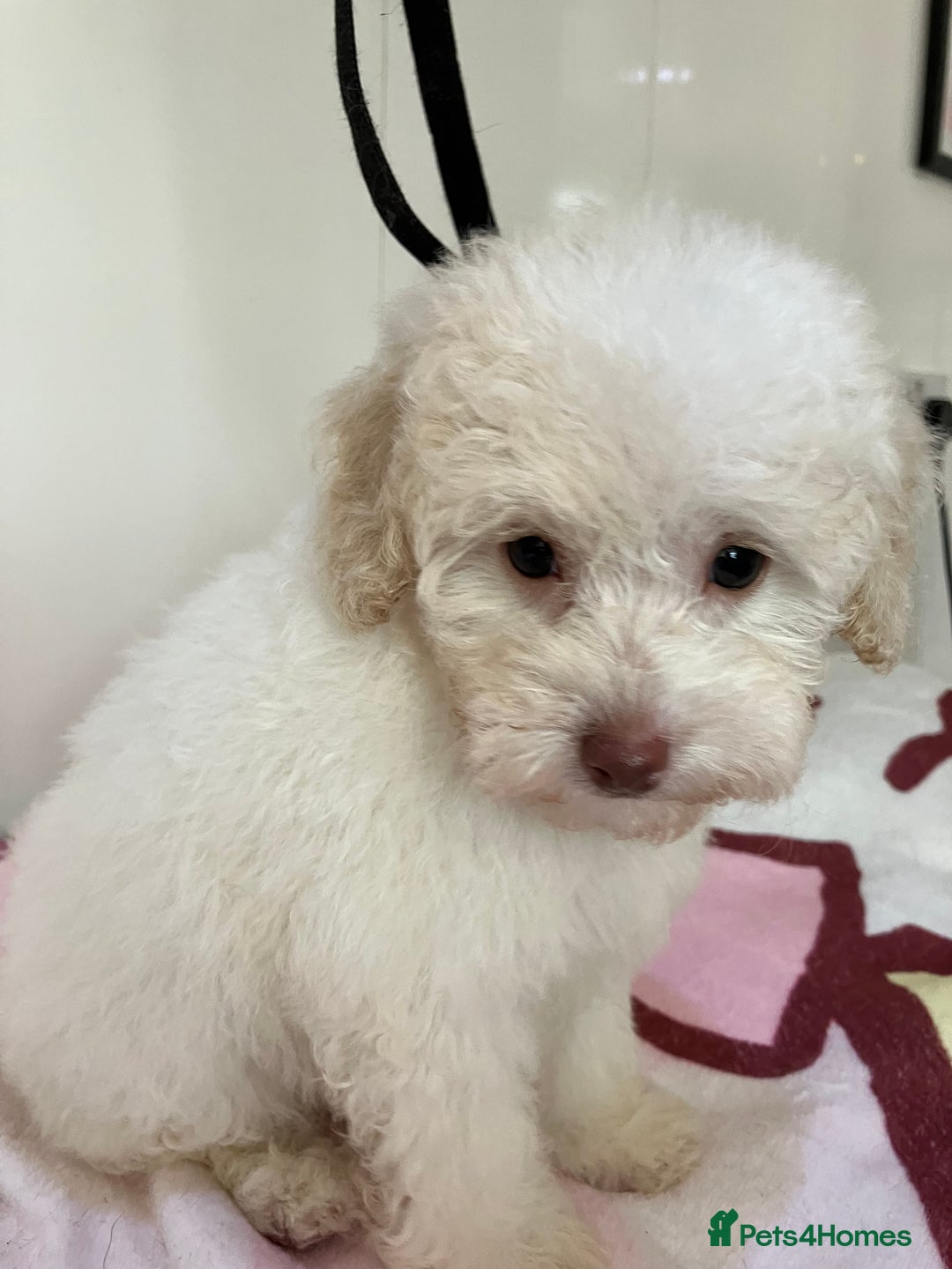 Toy Poodle dogs for sale: Toy poodle puppies - Image 2