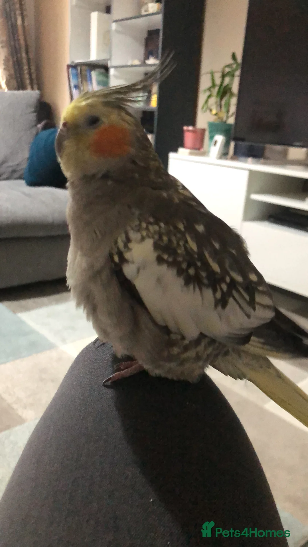 Cockatiels birds for sale: Two Loving Female Cockatiels for Rehoming - Advert 27