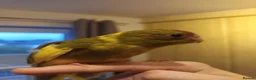 Parakeets birds for sale: Kakariki - Hand Tame - Baby Kakarikis - Advert 4