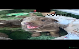 German Shepherd dogs for sale: Kc registered DNA Health tested gsd puppies - Image 9