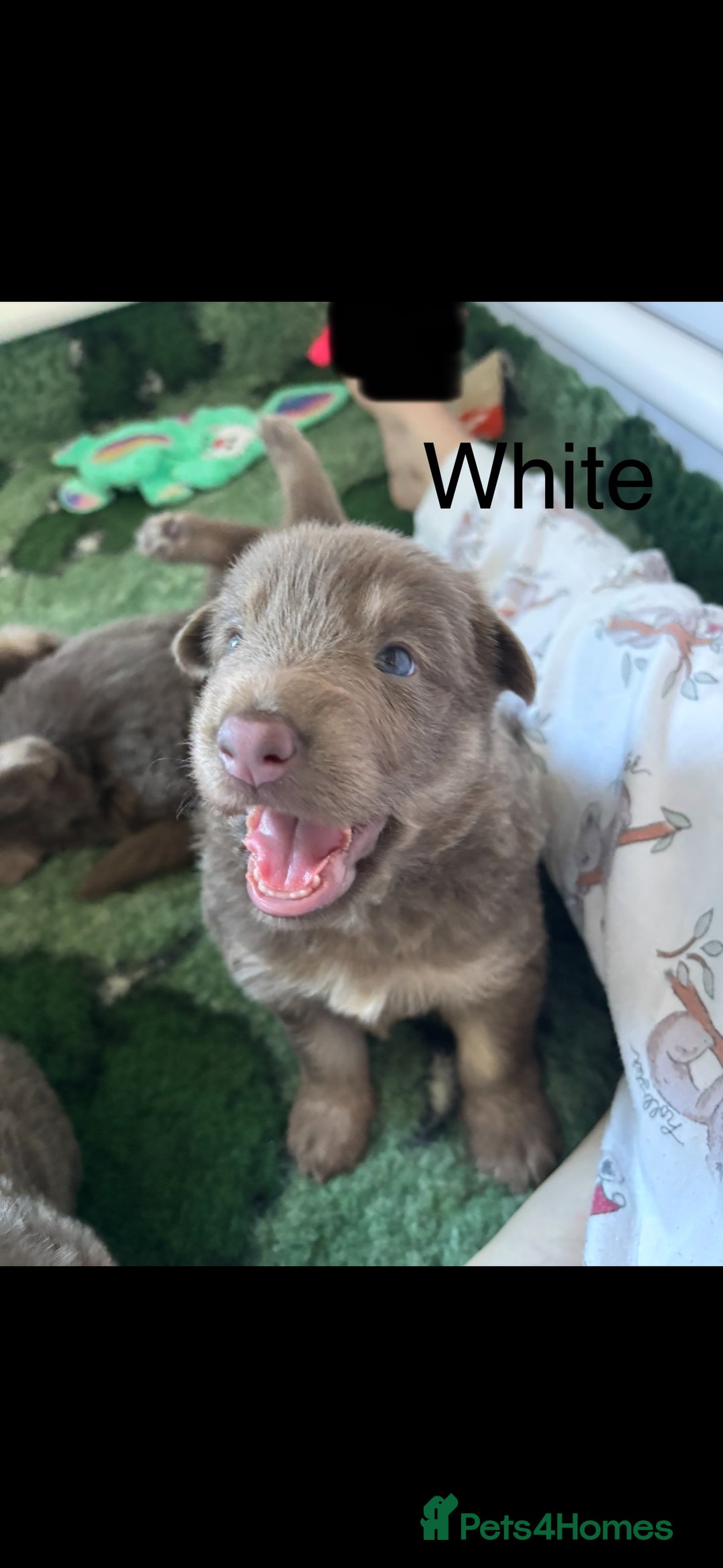 German Shepherd dogs for sale: Kc registered DNA Health tested gsd puppies - Image 9