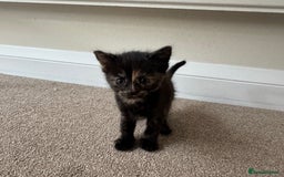 Mixed Breed cats for sale: Mixed litter  - Image 5