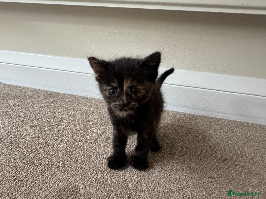 Mixed Breed cats for sale: Mixed litter  - Image 5