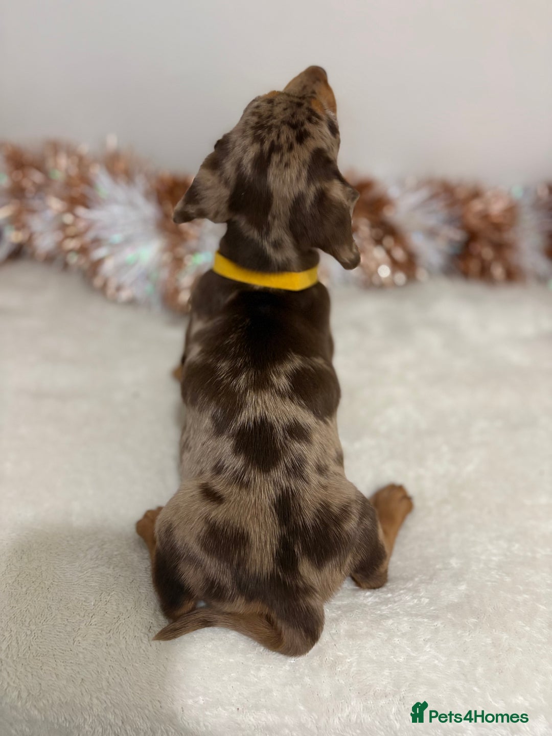 Miniature Dachshund dogs for sale: Miniature Dachshund Pups  - Advert 24