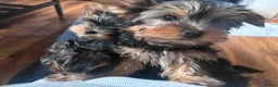 Yorkshire Terrier dogs for sale: Miniature yorkie 3 girls dad champion bloodline  - Advert 13