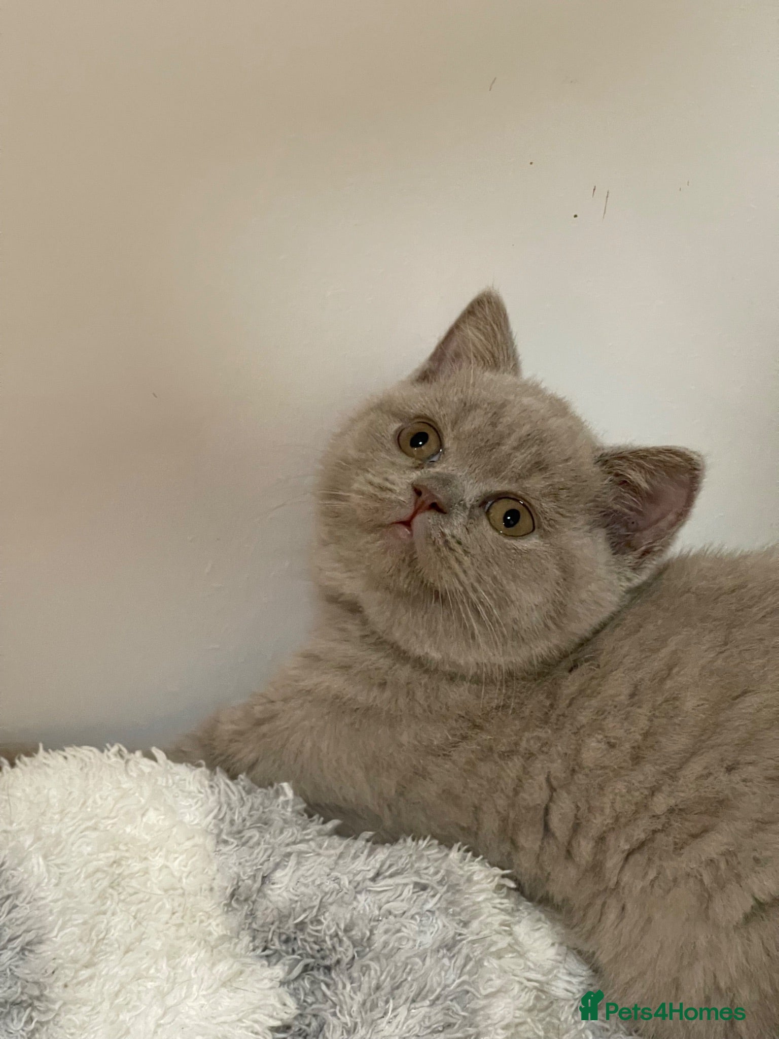 British Shorthair cats FEMALE & MALE BRITISH SHORTHAIR KITTENS GCCF - Advert 1