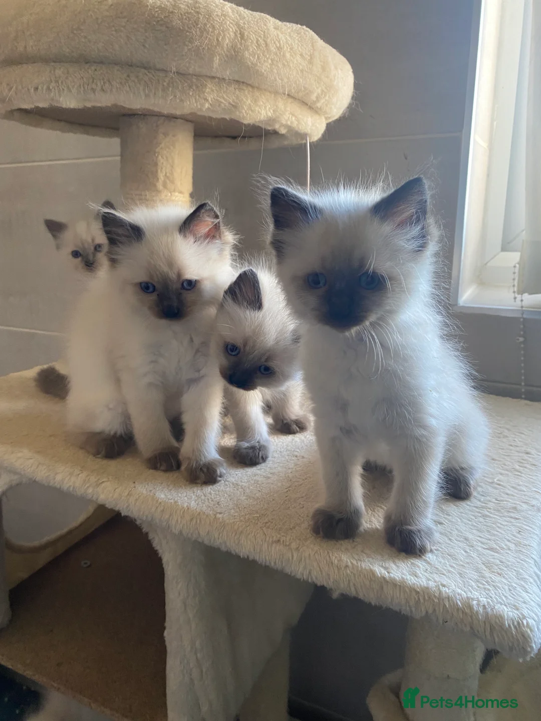 Ragdoll cats for stud: Silky - Available for Stud Loving GCCF / TICA  in Kilmarnock - Advert 4