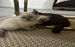 British Shorthair cats for sale: British short hair/british longhair - Image 11