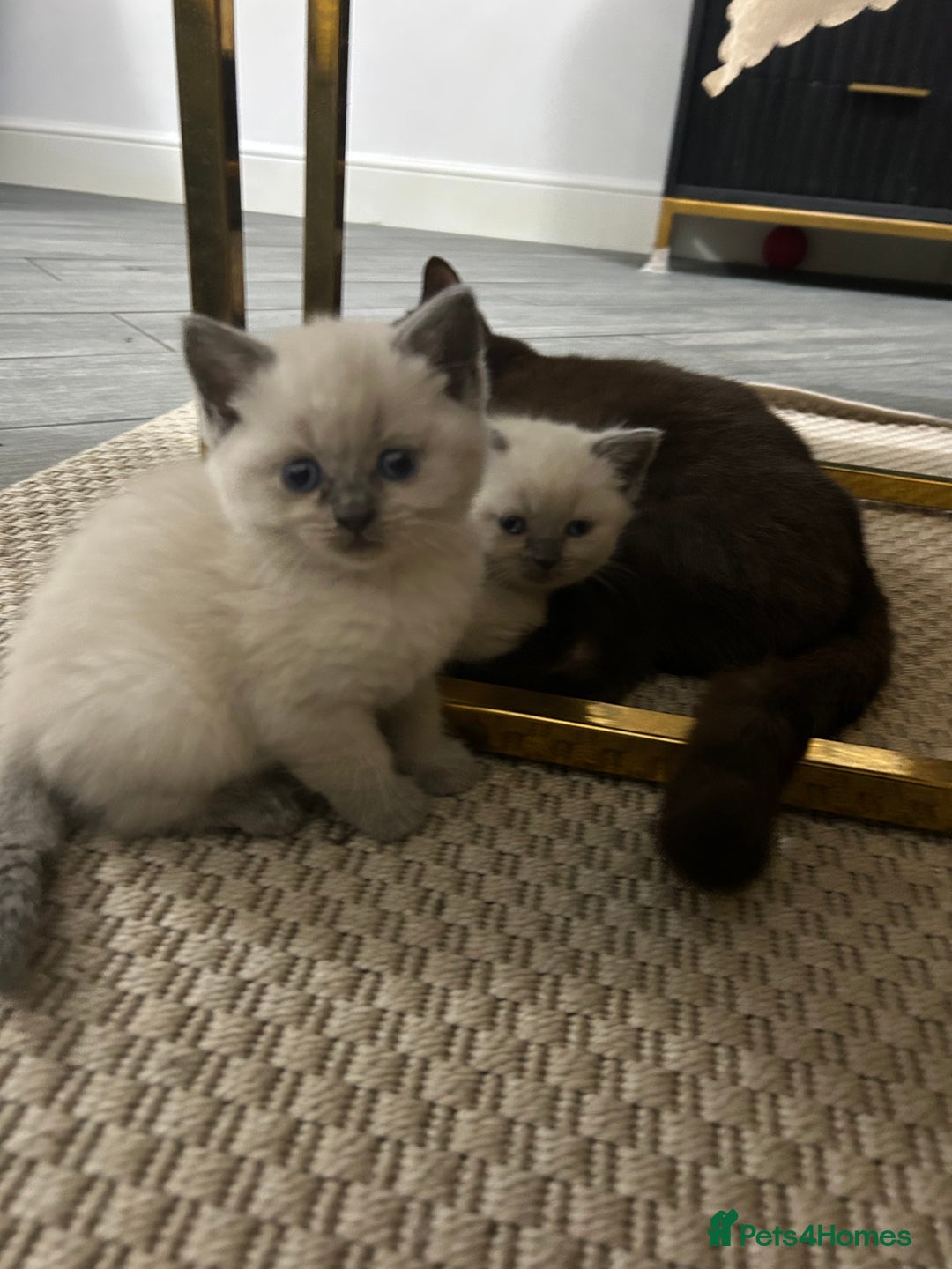 British Shorthair cats for sale: British short hair/british longhair - Image 11