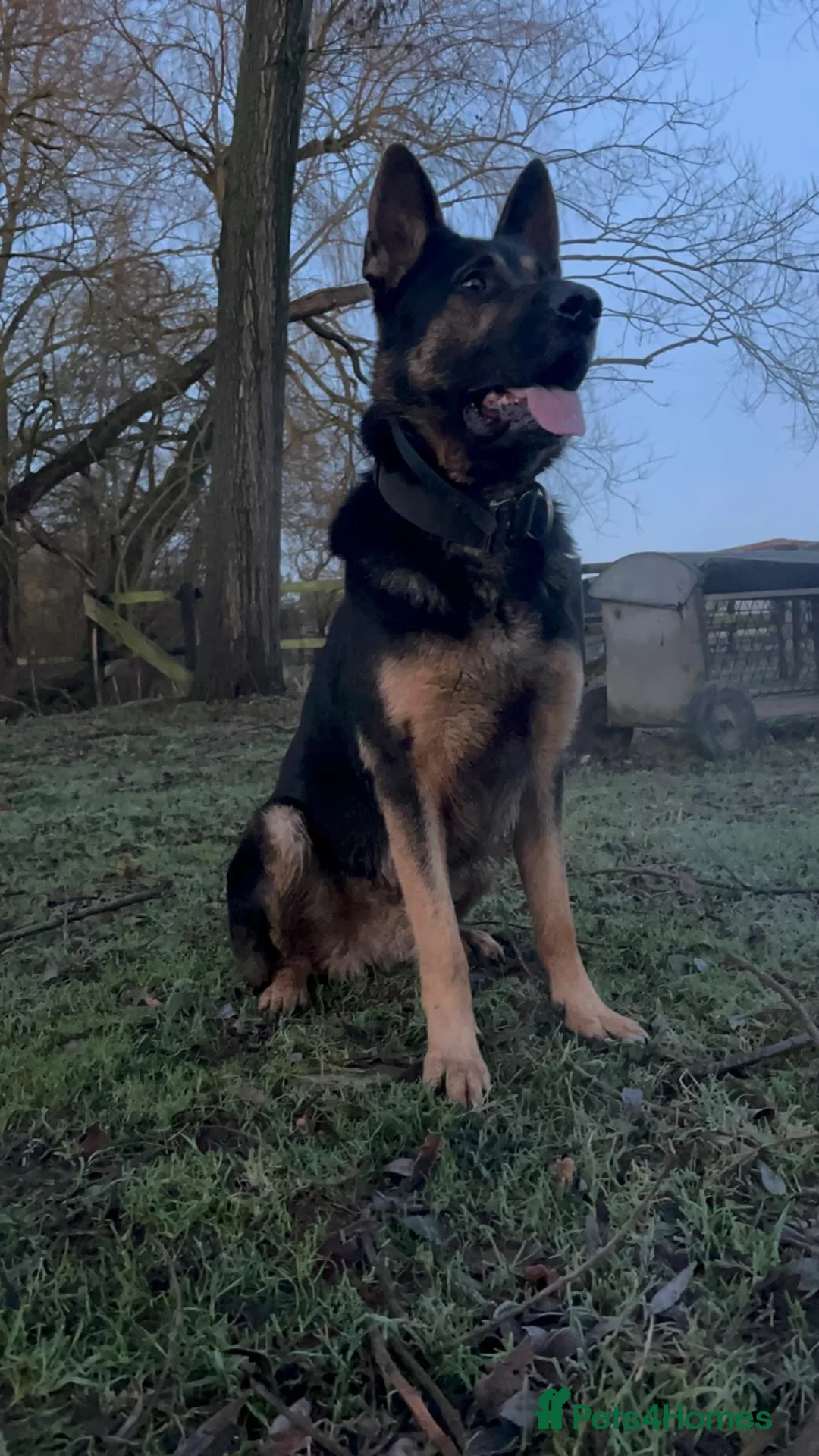 German Shepherd dogs for sale: 🐾 Beautiful KC German shepherd puppies 🐾 - Advert 4