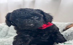 Mini Goldendoodle dogs for sale: A Bundle of Joy F1BB Mini Goldendoodle - Image 4