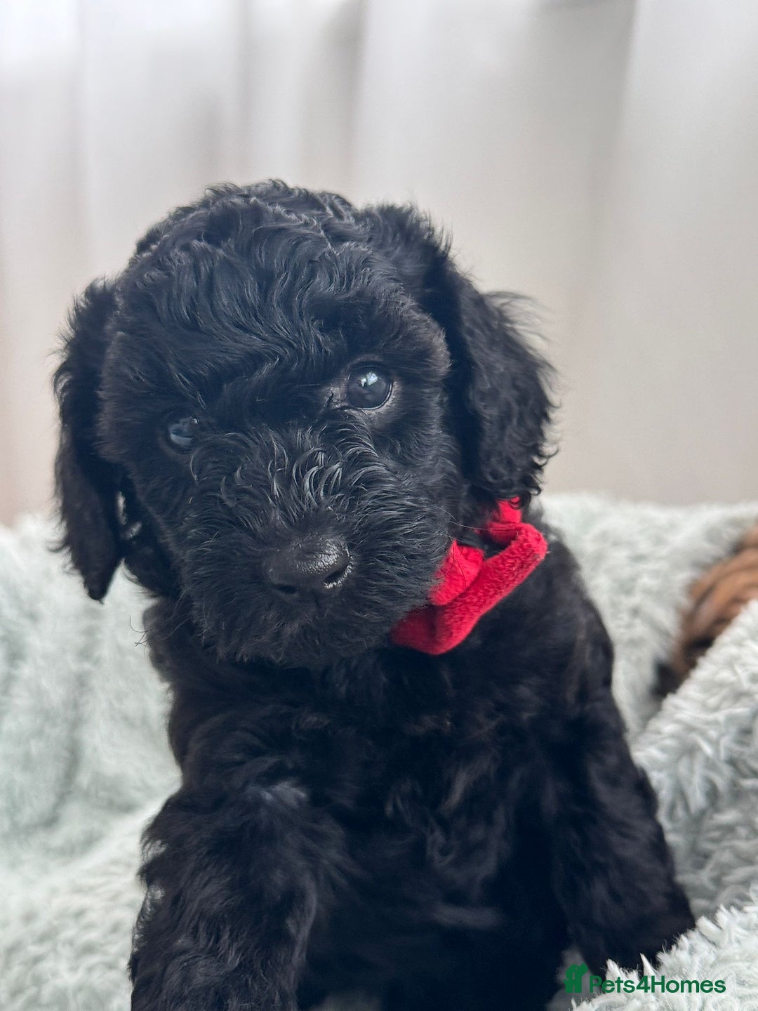 Mini Goldendoodle dogs for sale: A Bundle of Joy F1BB Mini Goldendoodle - Image 4
