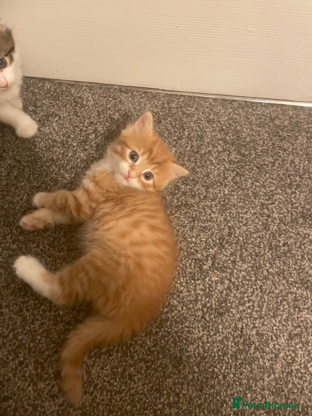 British Longhair cats for sale: Ginger kitten  - Advert 3