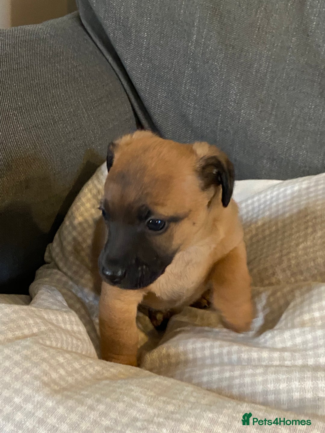 Jack Russell dogs for sale: Stunning Jack Russell Puppies - Advert 11